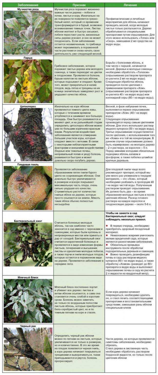 О болезнях и вредителях коры яблонь