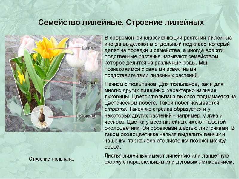Общая характеристика и представители семейства лилейных: признаки и строение