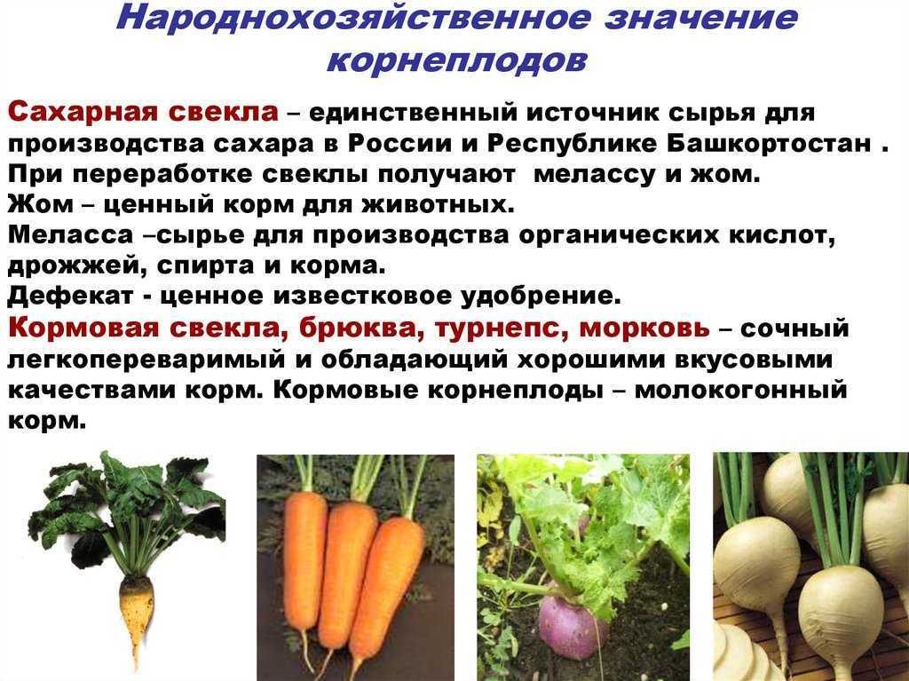 Как выбрать спелый и сладкий арбуз?