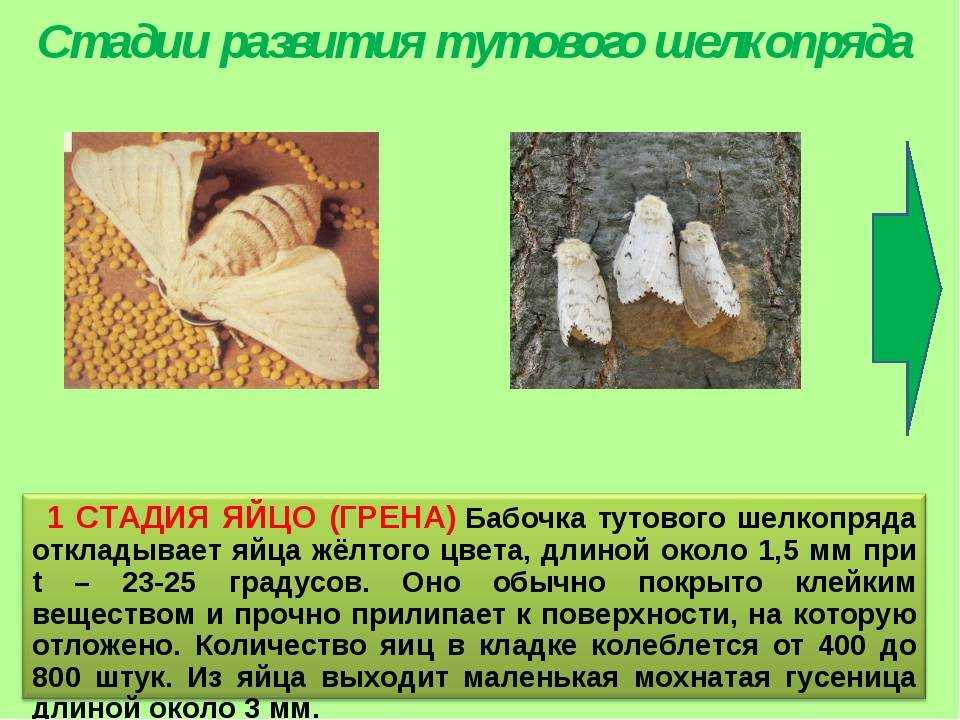 Дубовый шелкопряд, или китайская дубовая павлиноглазка | мир животных и растений