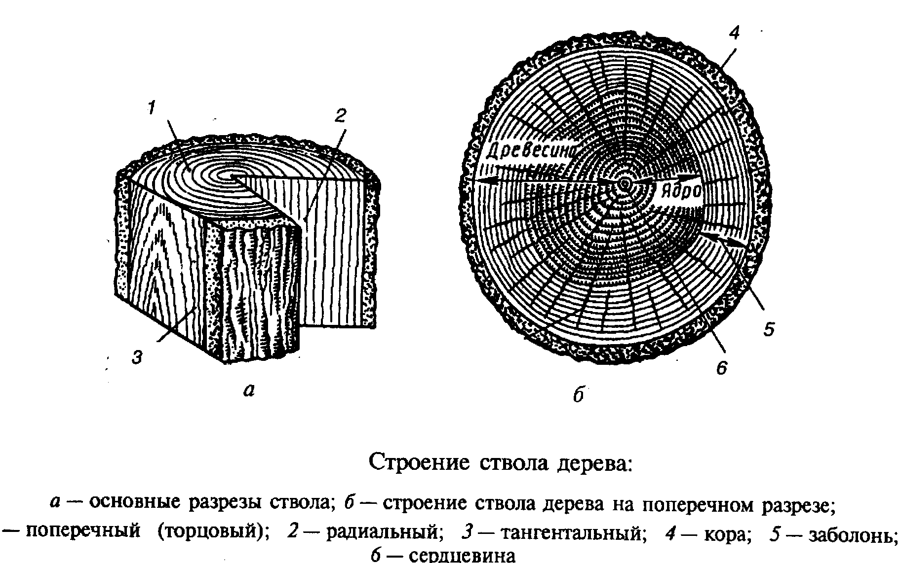 Свойства древесины хвойных пород