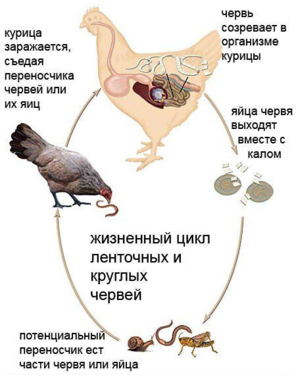 Эколого-эпизоотическая оценка простогонимоза домашних и диких птиц в регионе центрального кавказа и методы борьбы с ним в приусадебном птицеводстве