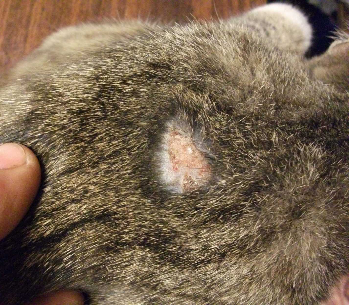 Симптомы нотоэдроза у кошек с фото, причины и лечение: что это такое и передается ли болезнь человеку?