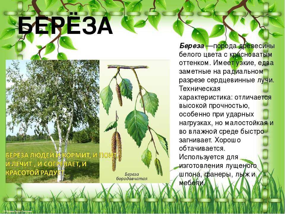 Лиственные леса