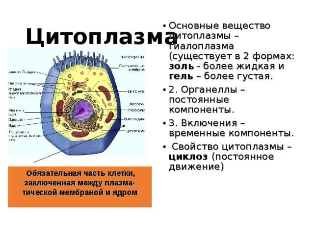 Внутриплазматические включения - это... описание с примерами