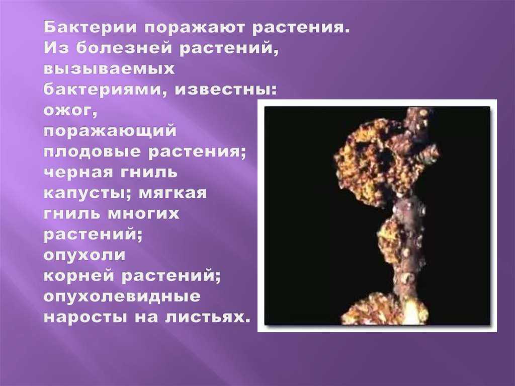Бактериоз растений