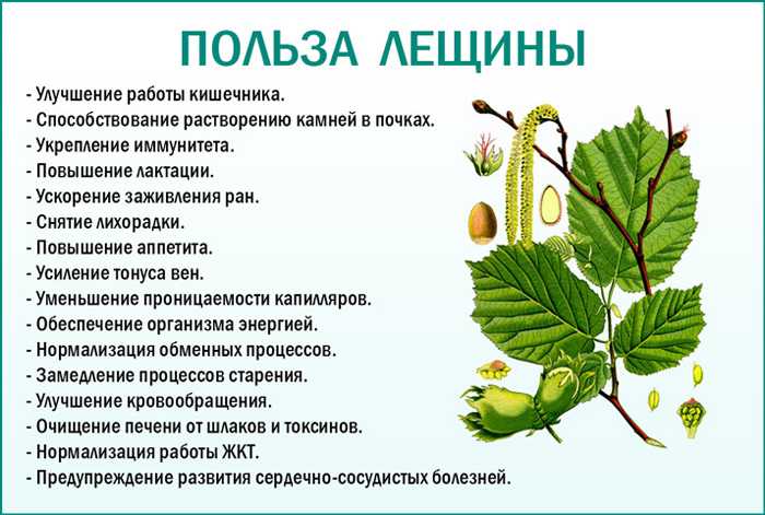 Лесной орех и фундук: в чем разница, фото, польза, вред - sadovnikam.ru