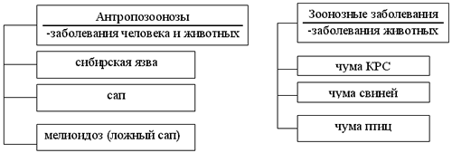 Антропозоонозы