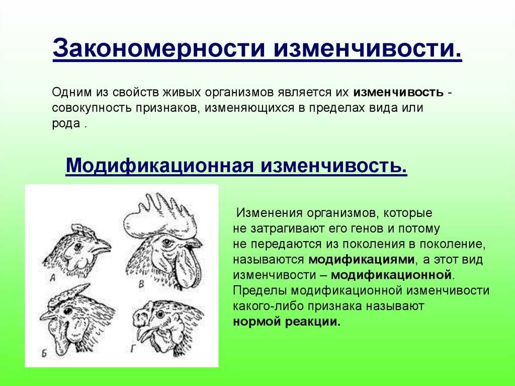 Отличие наследственной изменчивости от ненаследственной: объяснение и примеры