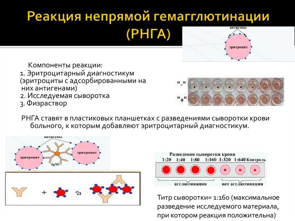 Гемагглютинация — большая медицинская энциклопедия