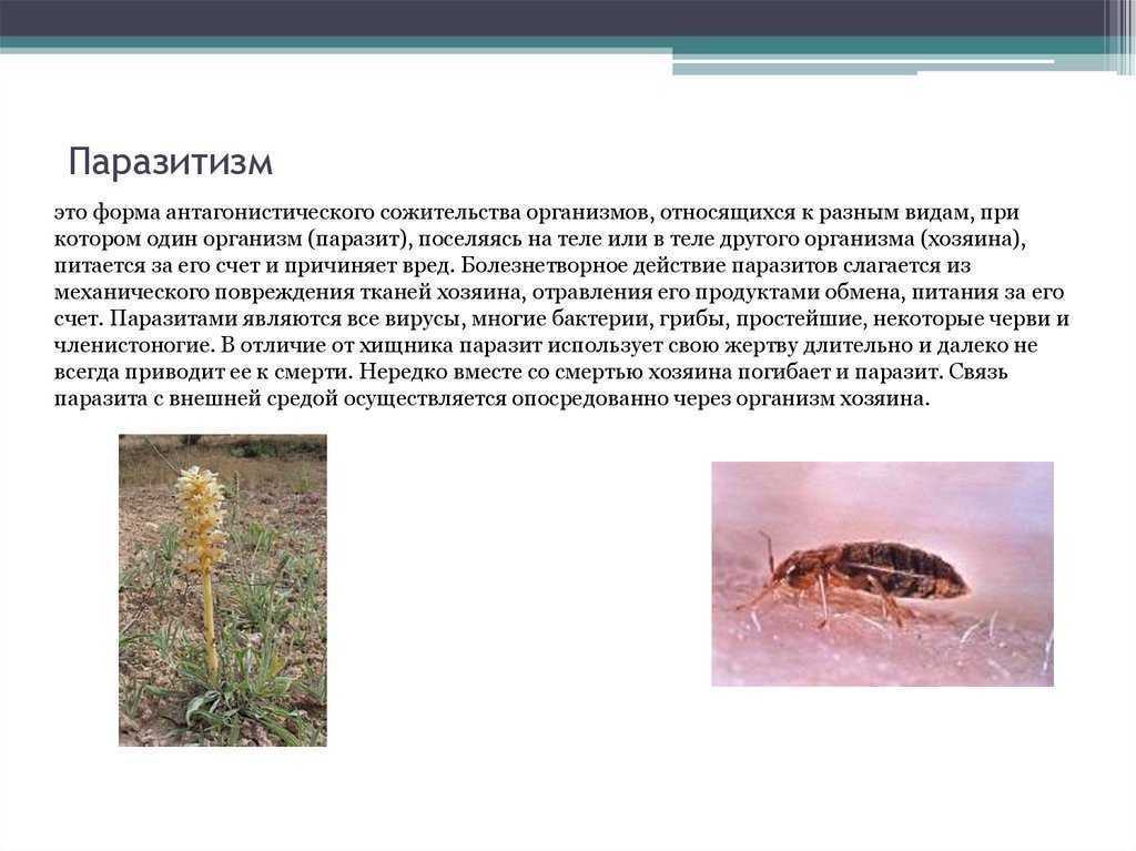 Паразитизм – определение, виды, примеры