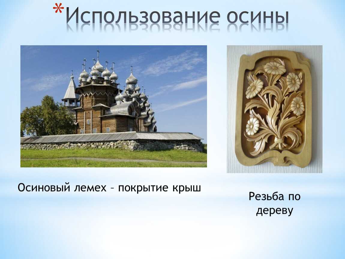 Древесина осины и ее свойства