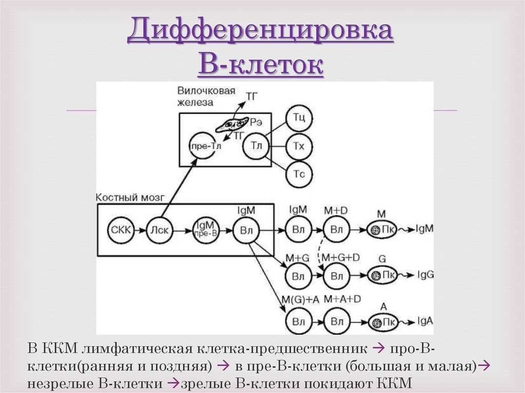 Дифференциация клеток: у животных и растений - биология - 2023