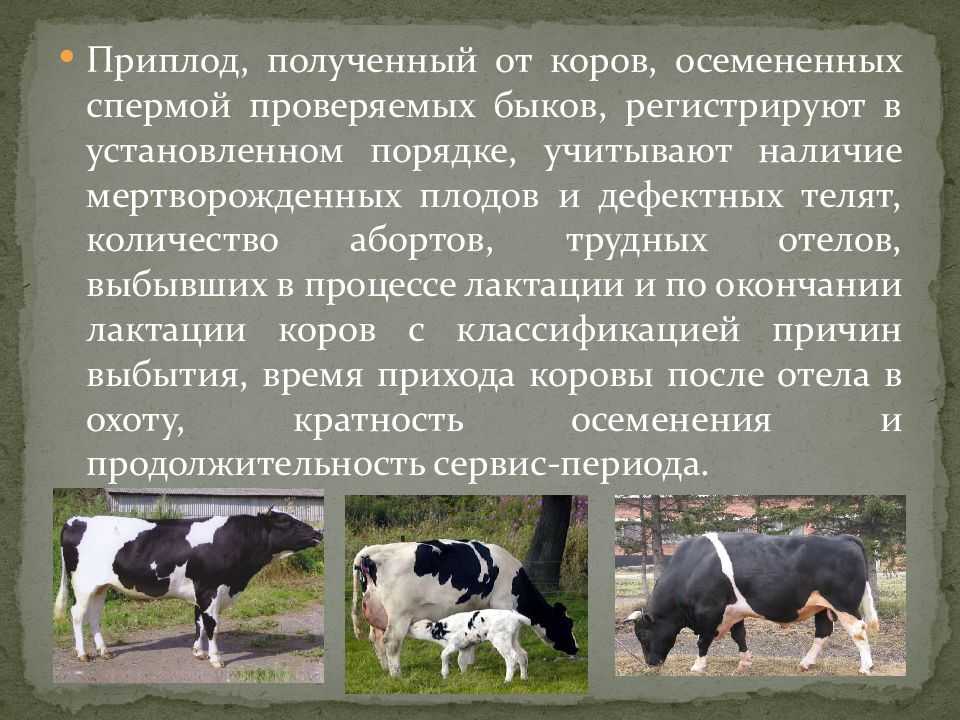 Презентация на тему "оценка племенных быков по качеству потомства"