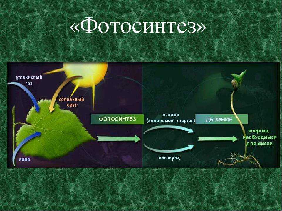 Сообщение на тему фотосинтез 6 класс. Фотосинтез 10 класс биология. Схема фотосинтеза 6. Фотосинтез картинки. Фотосинтез рисунок.