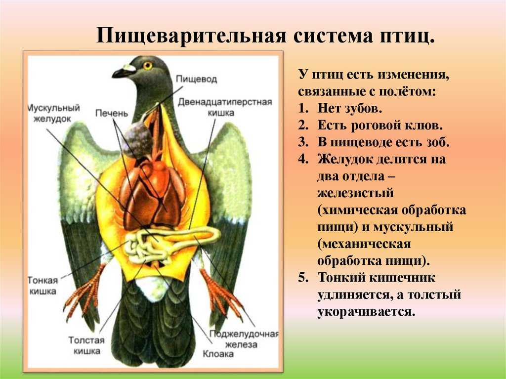 Пищеварение у сельскохозяйственных птиц: особенности и важные знания для птицеводов