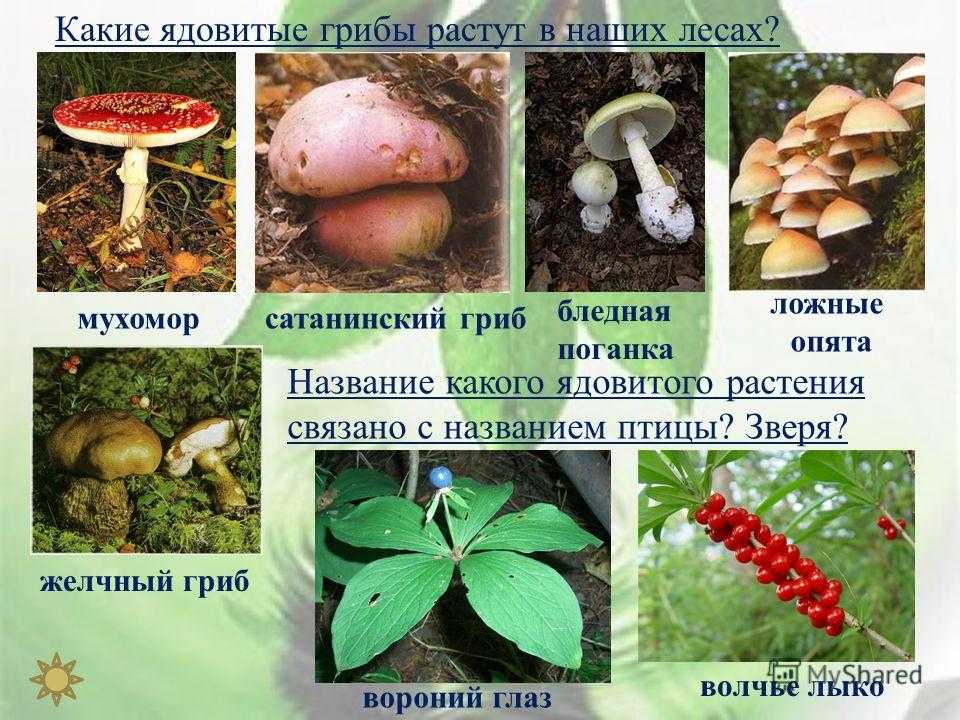 Презентация на тему "растения кольского заполярья" по окружающему миру для 1 класса