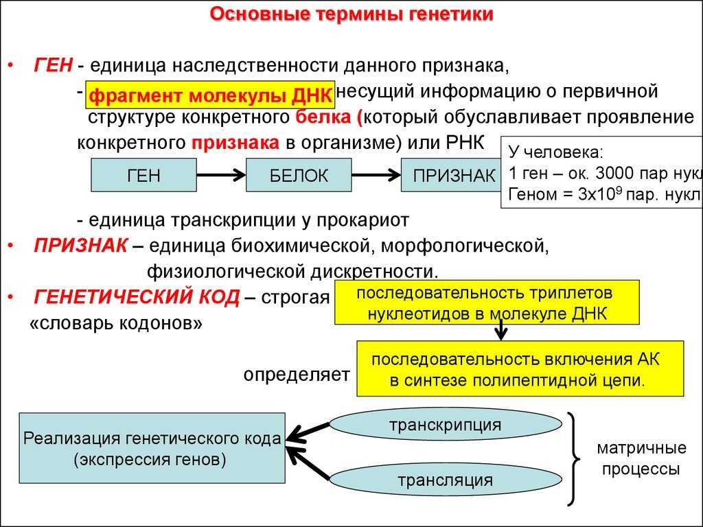 Ответы к §12 нуклеиновые кислоты днк и рнк гдз к учебнику биология 10 класс линия жизни - страница 13