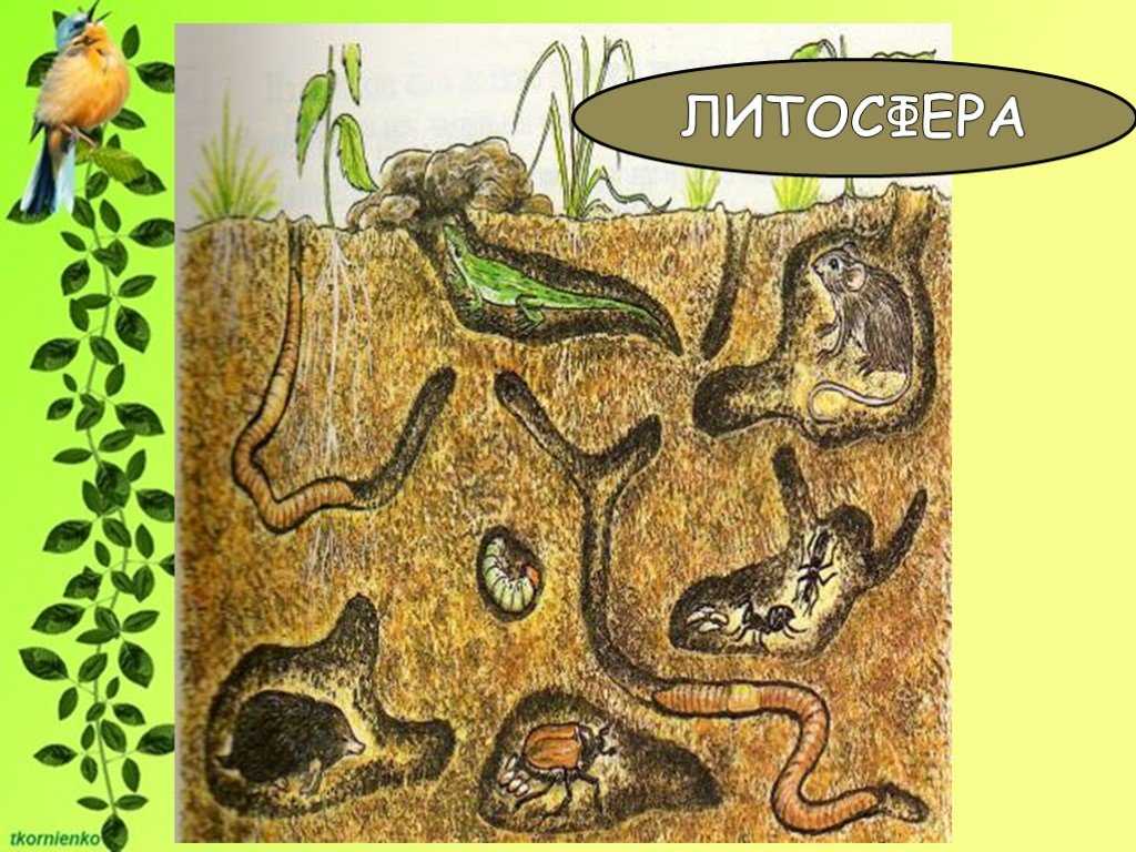 Почвенная фауна, живая почвенная жизнь и плодородие  все о садоводстве и дизайне сада - 2023