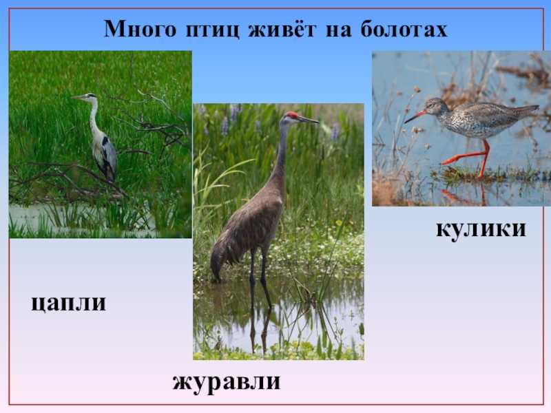 Птицы болот россии и мира | фото и названия болотных птиц птицы болот фото массаж лица валиком ляпко питомник бурманских кошек украина