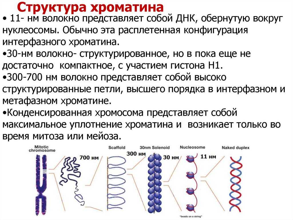 Основные функции ядра в клетке. строение ядра клетки