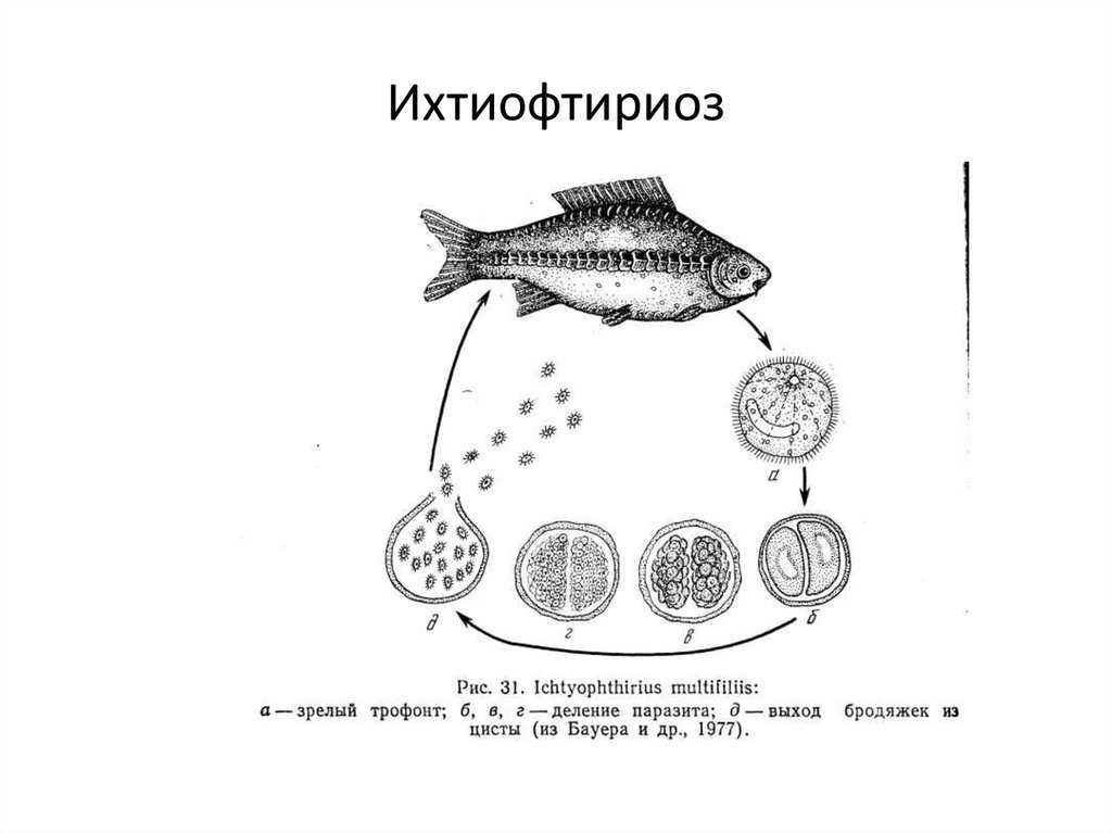 Болезни, вызванные бактериями и вирусами [1979 корзюков ю.а. - болезни аквариумных рыб]