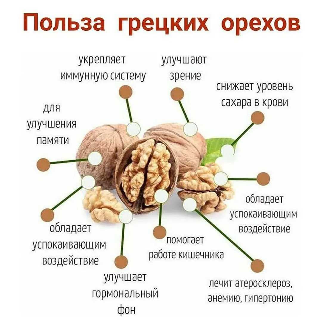 Грецкий орех: откуда пошло название | интересный сайт