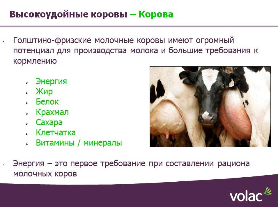 Система органов пищеварения животных