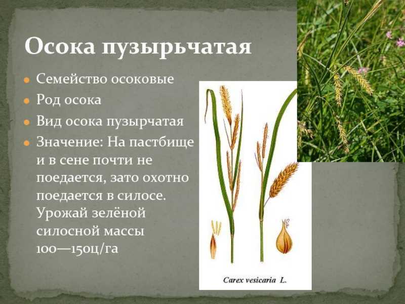 Осока | коты-воители вики | fandom