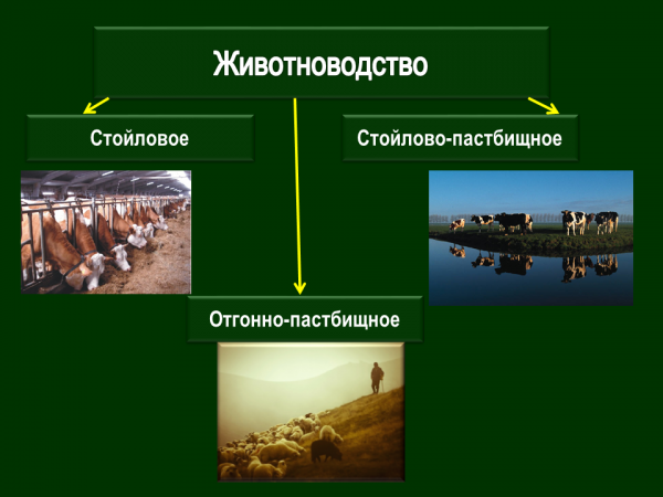 § 5. животноводство. зональная специализация сельского хозяйства россии
