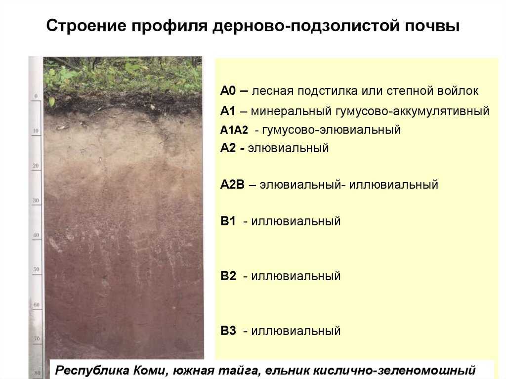 Лес. типы, виды и классификация лесов