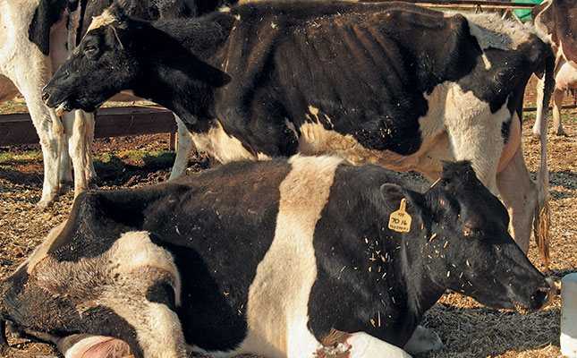 Ветеринарно-санитарная характеристика и оценка продуктов убоя крупного рогатого скота при гиподерматозе и после химиотерапии