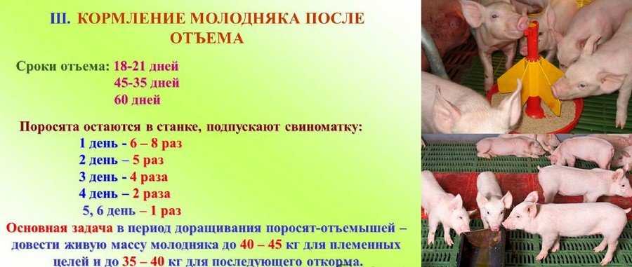 Свиноматка: правила содержания и ухода за свиньей