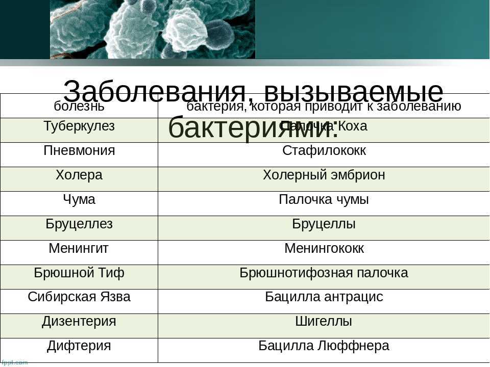 Бактерии – паразиты растений, какие заболевания взывают, как бороться