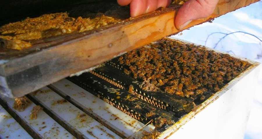 Схема движения клуба пчел при зимовке