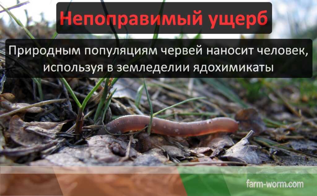 Что делать, если атаковали вредители газона?