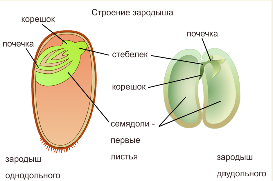 Запасное вещество бактерий - тайны, загадки, факты