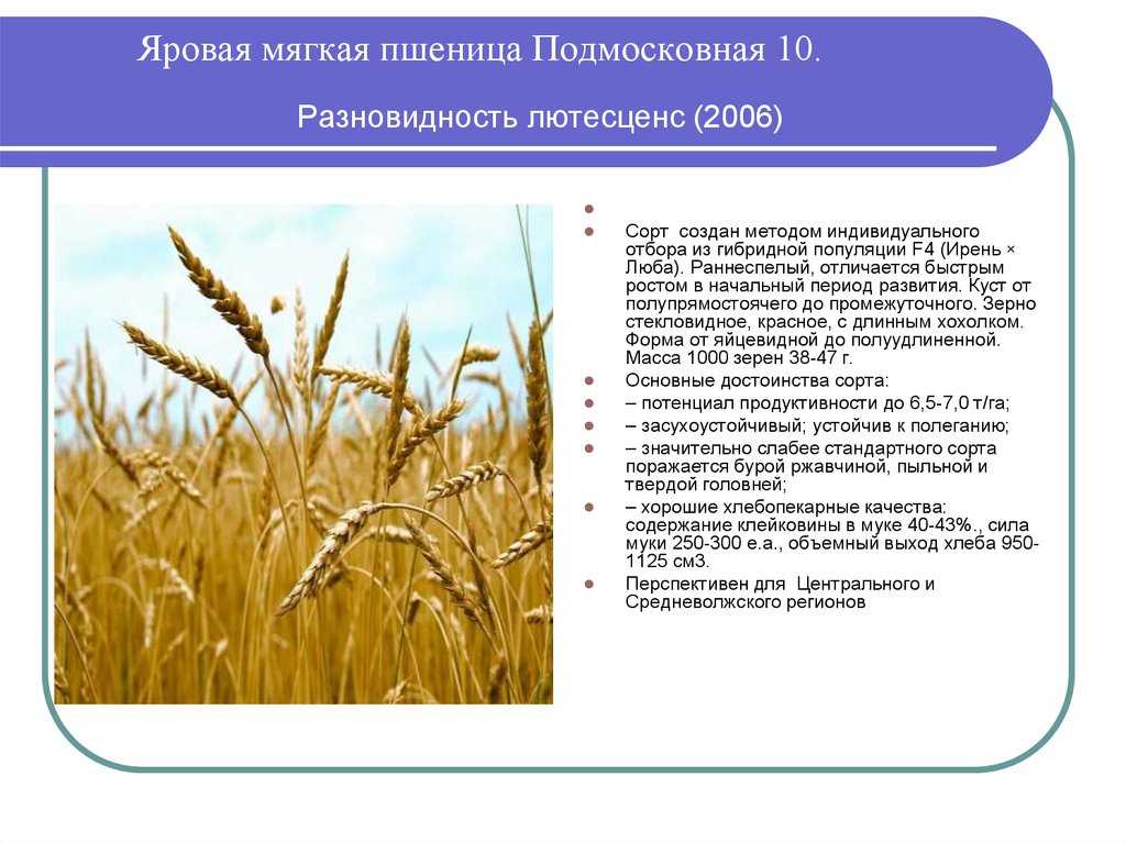 Приёмы возделывания яровой мягкой пшеницы в условиях лесостепи среднего поволжья