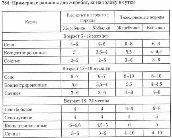 Кормим лошадь правильно - вода