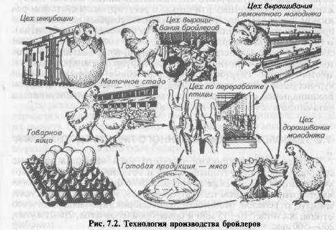 Птицеводство и технология производства яиц и мяса птицы.  производство яиц и мяса птицы на промышленной основе.