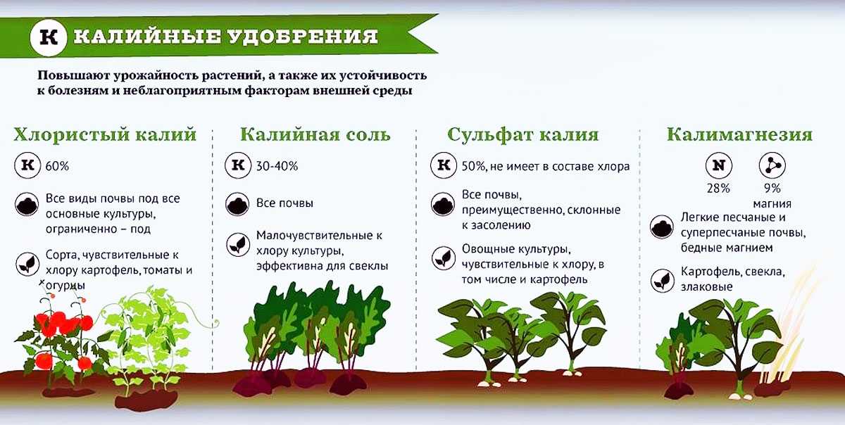 Влияние удобрений на рост и развитие растений — сад и огород