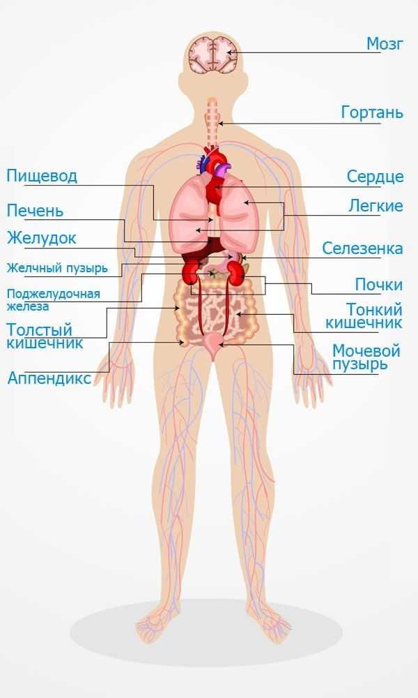 Что такое рудименты человека и зачем они до сих пор нужны - кликабол. всё самое интересное - здесь - 17 марта - 43089900834 - медиаплатформа миртесен