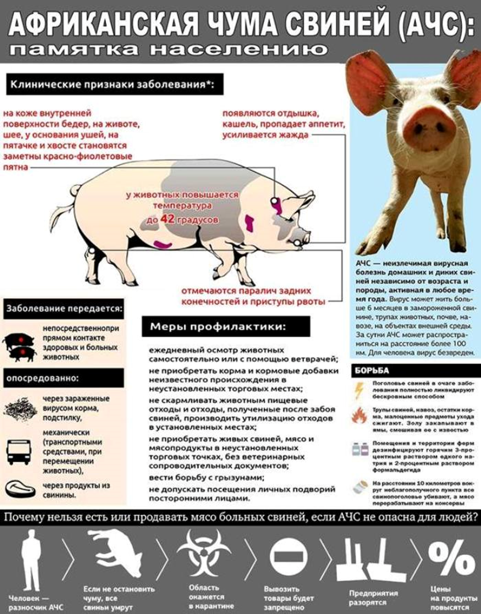 Чума у свиньи: причины, симптомы и лечение | компания nita-farm
