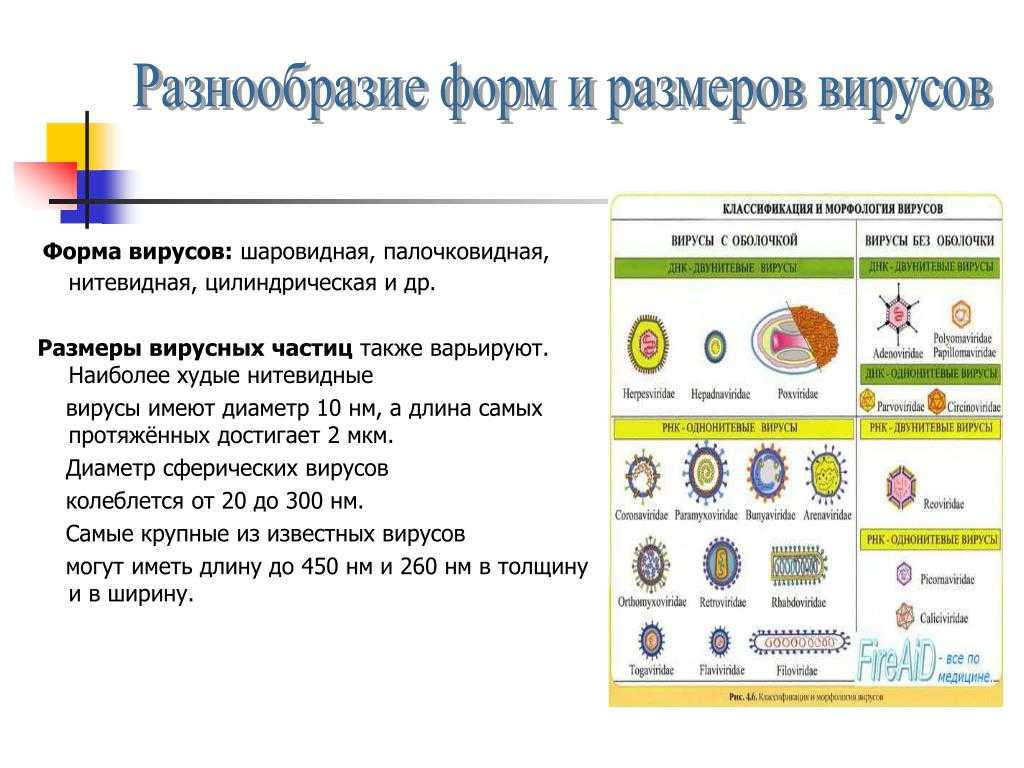 Строение и химический состав вирусов - med24info.com
