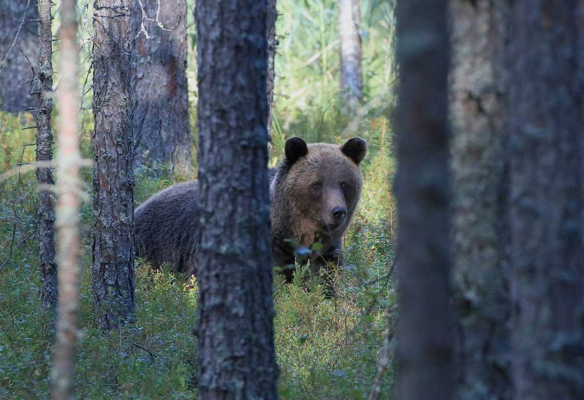 Птицы ленинградской области: 50+ фото с подробным описанием