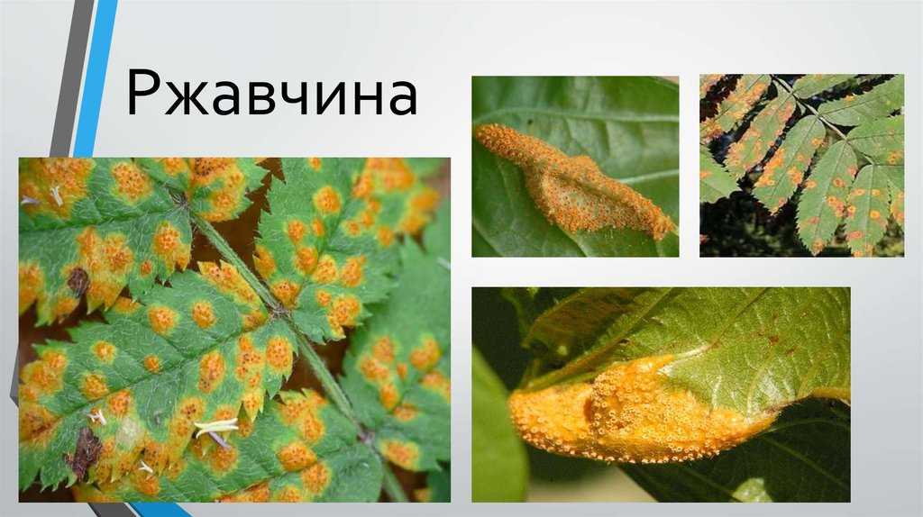 Пукциниевые (порядок)