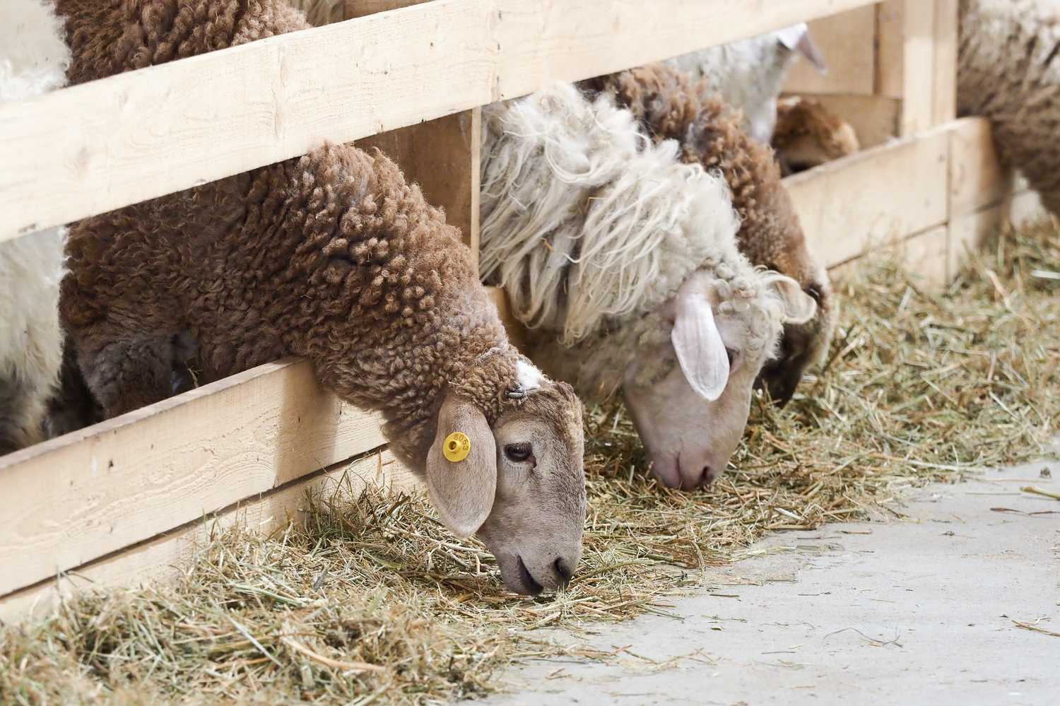 Технология интенсивного выращивания и откорма молодняка овец на механизированной ферме-площадке в кулундинской зоне западной сибири