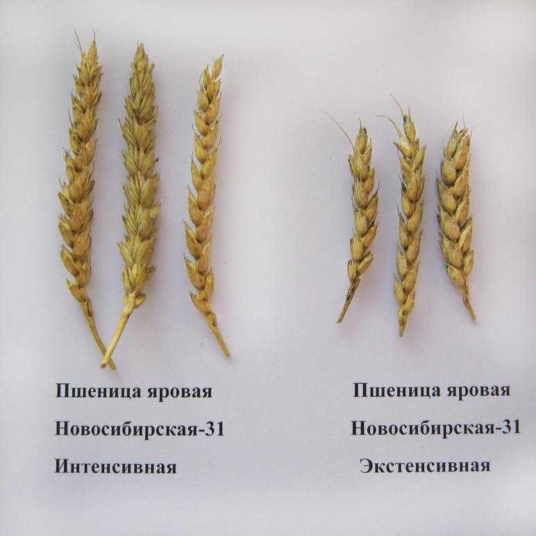 Особенности яровой пшеницы