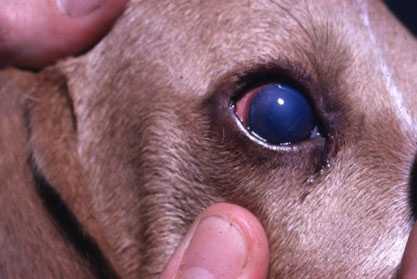 Аденовирусные инфекции собак: почему они опасны и как защитить питомца | hill's