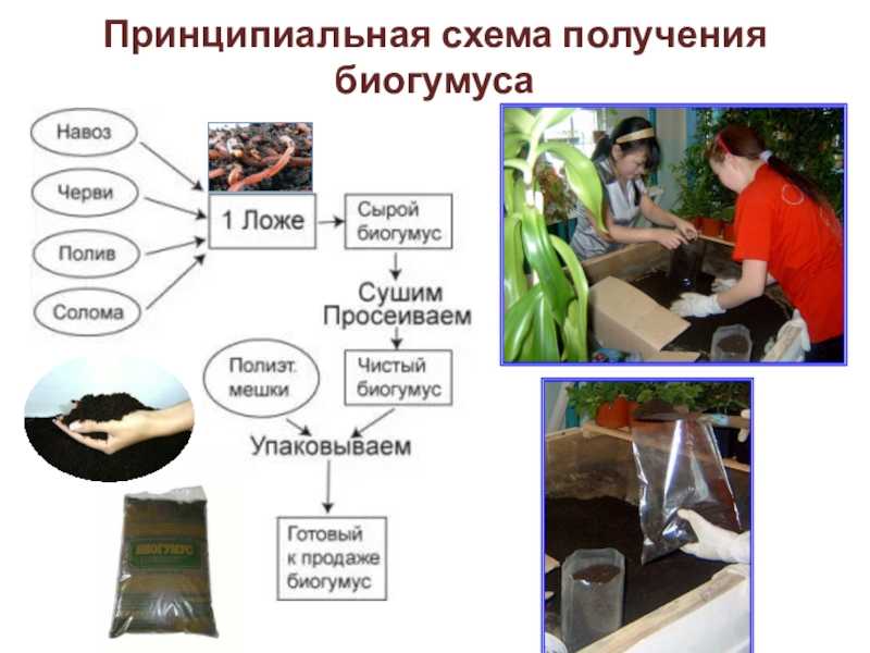 История развития вермитехнологий [энциклопедия по червям и биогумусу]